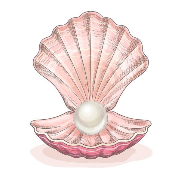 ilustrações, clipart, desenhos animados e ícones de pérola branca no molusco aberto, concha cor-de-rosa - pearl shell jewelry gem