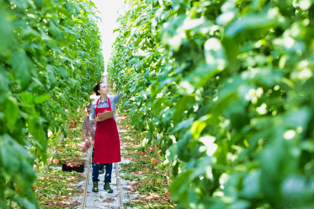 istock Young attractive farmer picking tomatoes in greenhouse 1192835281