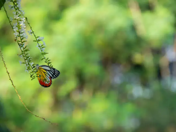 Photo of Chinese Rose or Citharexylum spinosum Linn.,flowers on tree., Butterfly on a flower