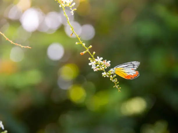 Photo of Chinese Rose or Citharexylum spinosum Linn.,flowers on tree., Butterfly on a flower