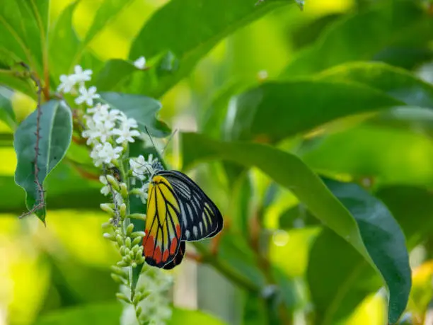 Photo of Chinese Rose or Citharexylum spinosum Linn.,flowers on tree., Butterfly on a flower