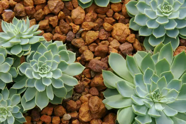 Photo of Succulent Draught Tolerant Plants, Echeveria Hybrid in Rocky Planting Bed