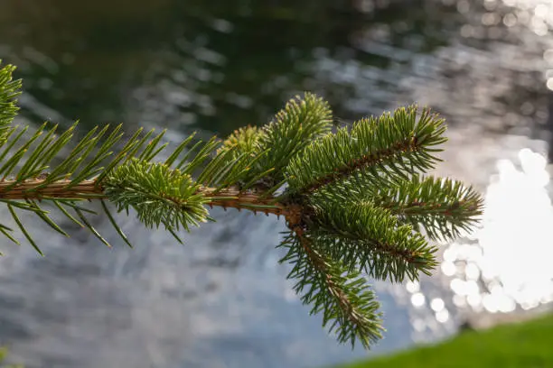 fir branch over a lake in the spring