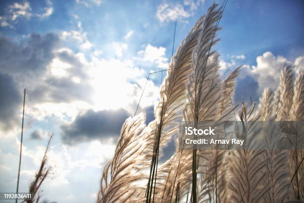 Kash Phool Or Wild Sugarcane In Riverside Perfect For Wallpaper Stock Photo  - Download Image Now - iStock