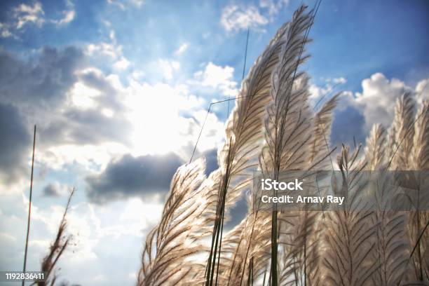 Kash Phool Or Wild Sugarcane In Riverside Perfect For Wallpaper Stock Photo - Download Image Now - iStock Kash Phool Or Wild Sugarcane In Riverside Perfect For Wallpaper Stock Photo - Download Image Now - iStock