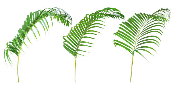 istock Tropical Palm Leaves Isolated on White Background with Clipping Path 1192836432