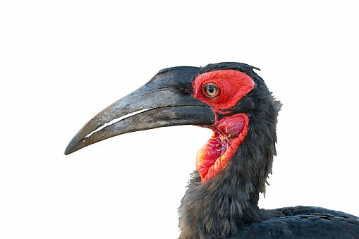 The hadada or hadeda ibis (Bostrychia hagedash), is an ibis found in Sub-Saharan Africa. Meru National Park, Kenya