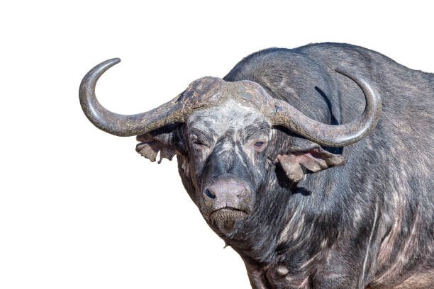 istock Cape buffalo looking towards the camera. Isolated on white 1192836493
