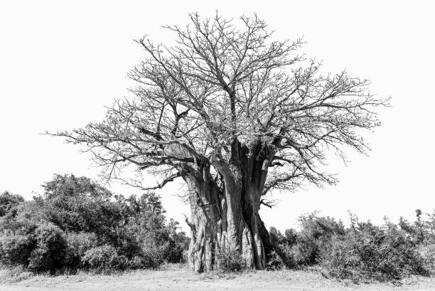 istock Baobab tree, Adansonia digitata, isolated on white, monochrome 1192836528
