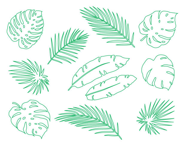 linear hand drawn tropical set palm leaves and branches linear hand drawn tropical set green palm leaves and branches on white background jungle leaf pattern stock illustrations