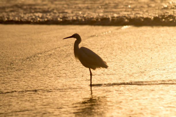 istock A heron at sea at sunset 1192837528