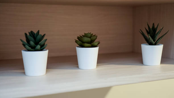 istock Flowers In a Pot Indoor 1192837891
