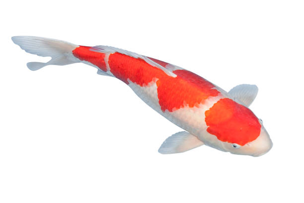 istock Koi fish isolated on white background 1192837980