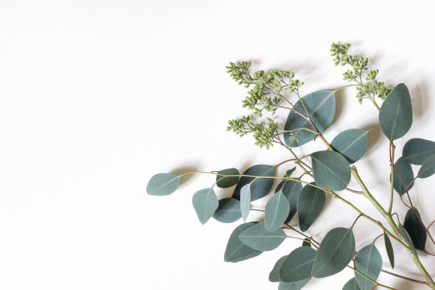 istock Frame, border made of green berry Eucalyptus populus leaves. Tree branches isolated on white table background. Floral composition. Feminine styled stock flat lay image, top view. Copy space. 1192839153