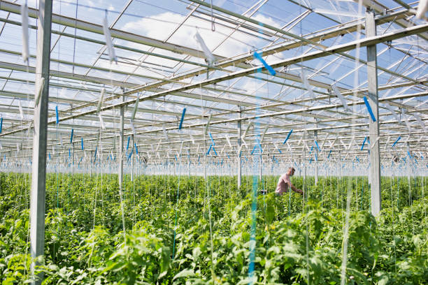 istock Senior  farmer standing in greenhouse 1192839350
