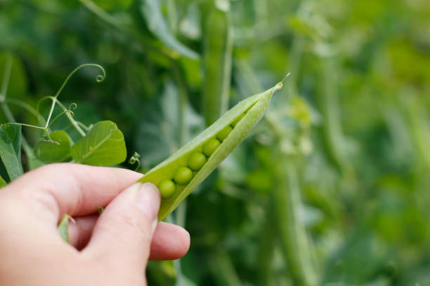 um vagem aberto da ervilha em uma mão fêmea. - green pea pea pod sweet food freshness - fotografias e filmes do acervo