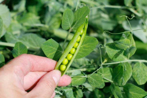 um vagem aberto da ervilha em uma mão fêmea. - green pea pea pod sweet food freshness - fotografias e filmes do acervo