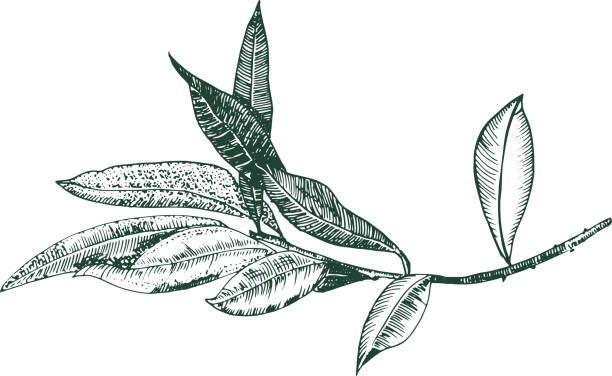 rysunek gałązki oliwnej wektorowej, styl grawerowania, odizolowany na białym tle, ręcznie rysowany szkic - liść obrazy stock illustrations