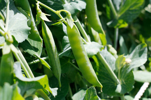 istock Growing fresh green pea pods. Pea selection in the open air. 1192840757