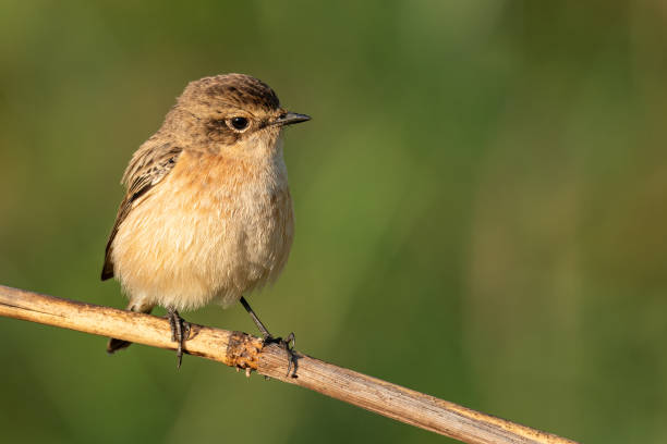 istock Female Pied Bushchat perching on grass stalk looking into a distance 1192840867