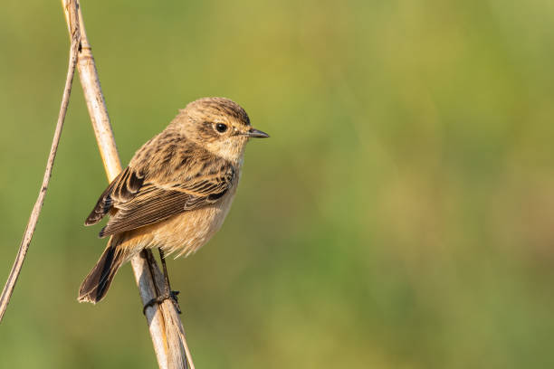 istock Female Pied Bushchat perching on grass stalk looking into a distance 1192840873