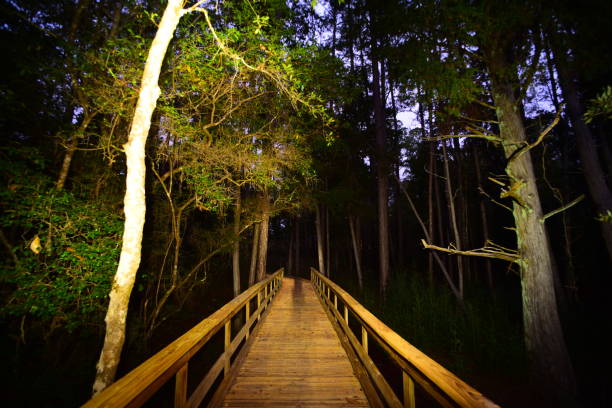 istock Pre-dawn illuminated view along center of boardwalk though forest 1192841862