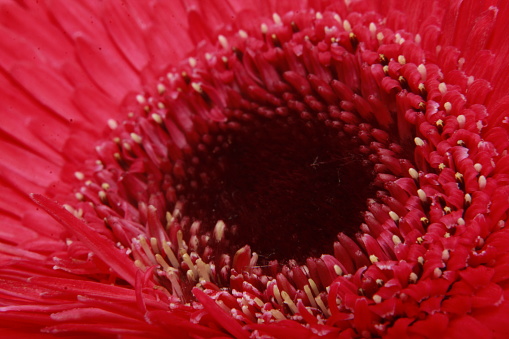 Extreme Close-up of beautiful pink Peony rose with yellow stamen, (Paeonia officinalis)