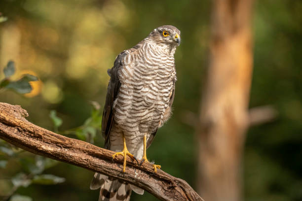 istock Sparrow Hawk, Accipiter nisus 1192842089