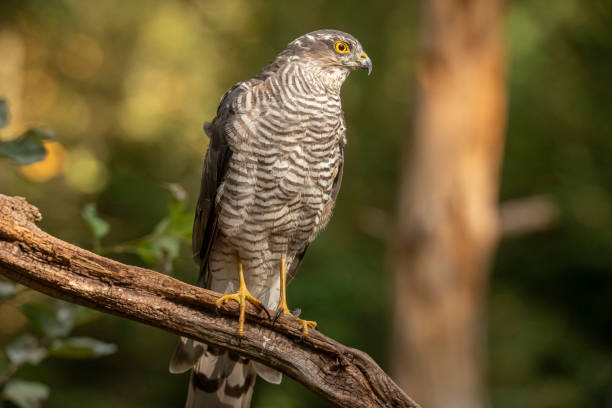 istock Sparrow Hawk, Accipiter nisus 1192842100