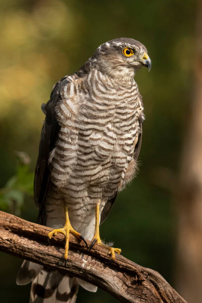 istock Sparrow Hawk, Accipiter nisus 1192842108