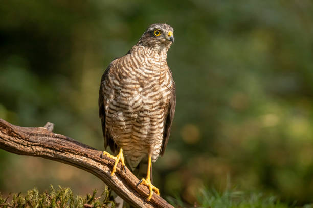 istock Sparrow Hawk, Accipiter nisus 1192842118