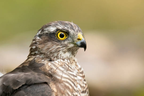 istock Sparrow Hawk, Accipiter nisus 1192842137