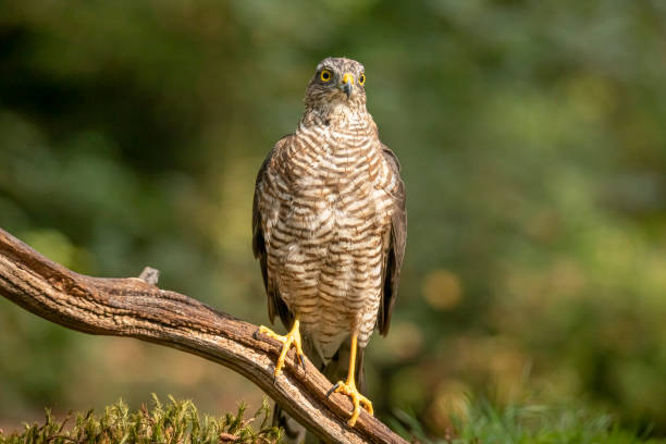 istock Sparrow Hawk, Accipiter nisus 1192842138