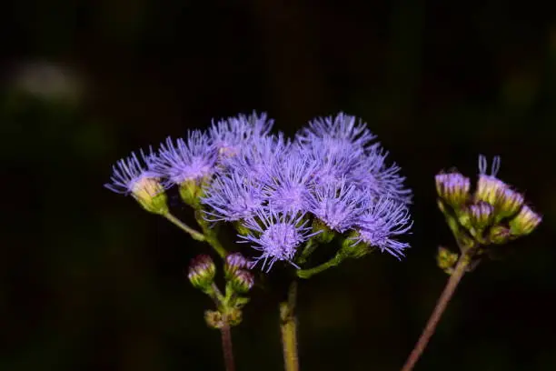 Blue Mistflower (Conoclinium coelestinum) with dark background. Photo taken at Blackwater River state forest in Northwest Florida. Nikon D7200 with Nikon 200mm macro lens and Nikon SB28DX flash