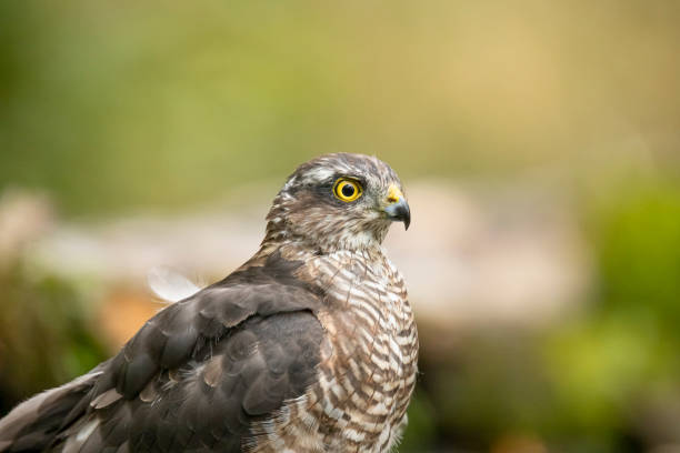 istock Sparrow Hawk, Accipiter nisus 1192842150