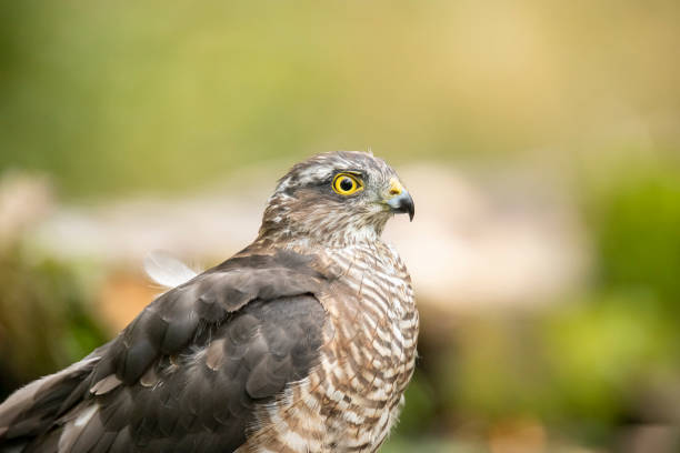 istock Sparrow Hawk, Accipiter nisus 1192842161
