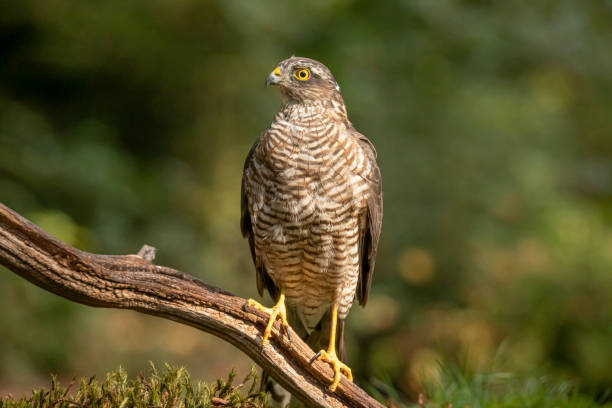 istock Sparrow Hawk, Accipiter nisus 1192842165