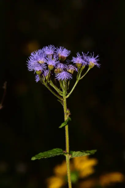 Blue Mistflower (Conoclinium coelestinum) with dark background. Photo taken at Blackwater River state forest in Northwest Florida. Nikon D7200 with Nikon 200mm macro lens and Nikon SB28DX flash