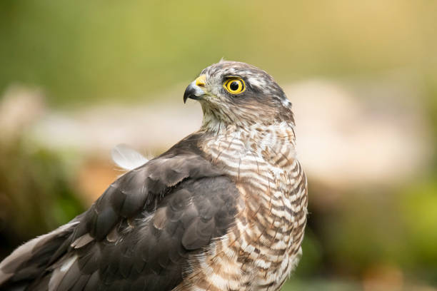 istock Sparrow Hawk, Accipiter nisus 1192842206