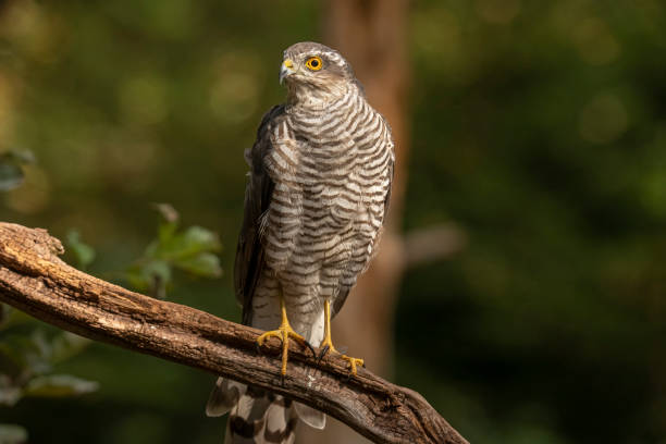 istock Sparrow Hawk, Accipiter nisus 1192842220
