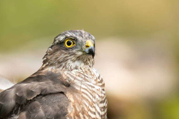 istock Sparrow Hawk, Accipiter nisus 1192842223