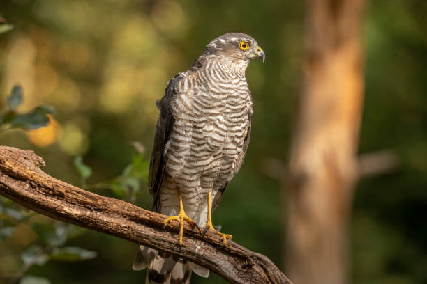 istock Sparrow Hawk, Accipiter nisus 1192842239