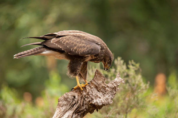 istock Buzzard, common Buzzard, Buteo buteo 1192842858