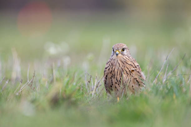 A common kestrel viewed from a low angle resting in the grass in Germany. A common kestrel viewed from a low angle resting in the grass in Germany. with a soft fore and background. portrait of common kestrel falco tinnunculus a bird of prey stock pictures, royalty-free photos & images