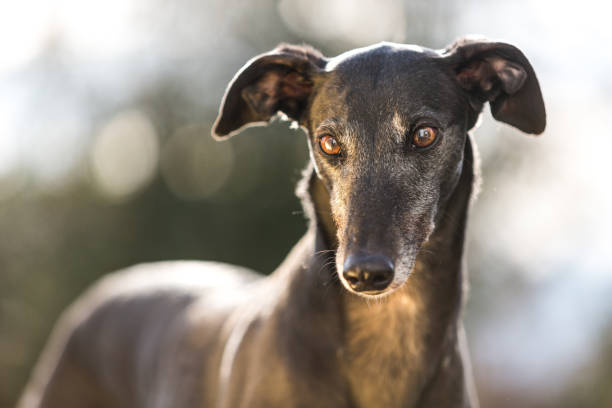 Expressive Greyhound off lead Black greyhound dog looking off camera off lead with ears sticking up greyhound stock pictures, royalty-free photos & images