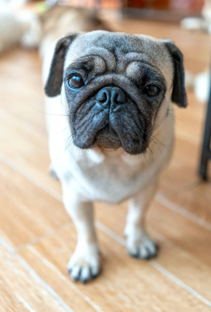istock ulldog portrait in domesticated pet 1192843249