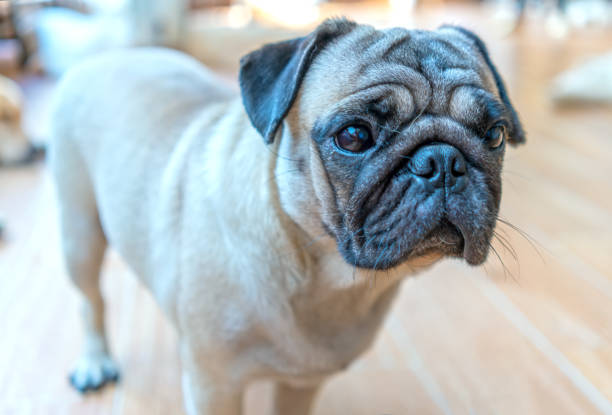 istock ulldog portrait in domesticated pet 1192843328