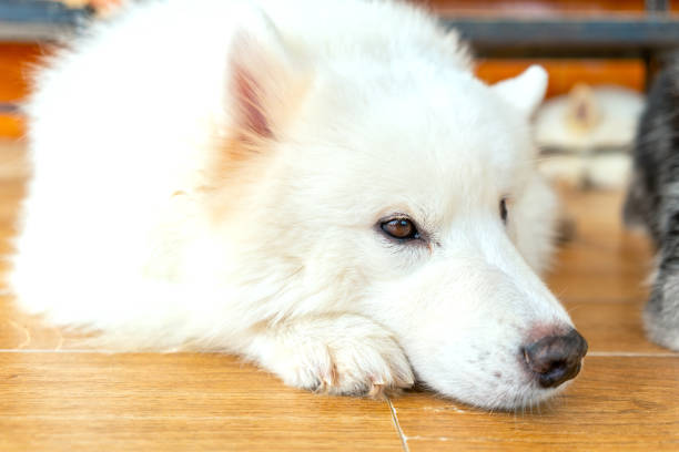 istock Samoyed dog portrait in domesticated pet. 1192843450