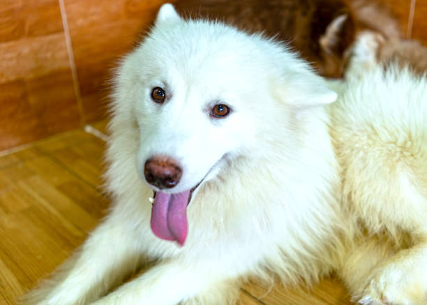 Samoyed dog portrait in domesticated pet. They are very friendly and good excessively should choose as pets in your home to close to children