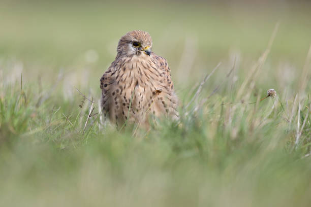 A common kestrel viewed from a low angle resting in the grass in Germany. A common kestrel viewed from a low angle resting in the grass in Germany. with a soft fore and background. portrait of common kestrel falco tinnunculus a bird of prey stock pictures, royalty-free photos & images